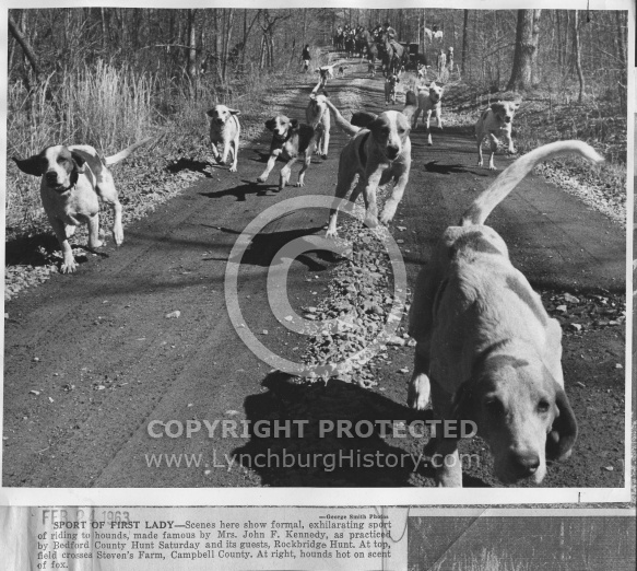Bedford Hunt Club - Hounds