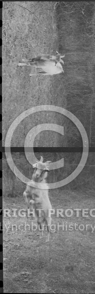  : Billy Goat