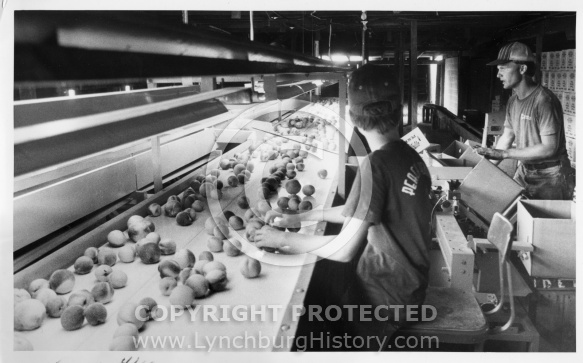  : Saunders peach inspect wiley
