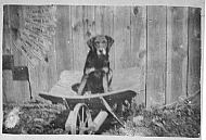 Dog Sitting in Wheelbarrow