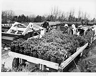  : Saunders Azalea loading ripley