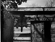  : Racoon Skin, Red Shack, Feb 1966