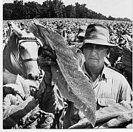 : Tobacco farmer field
