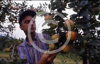 : Saunders Damage apples 92 Riple