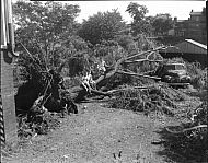  : WILLOW TREE CLEMENTS, JUNE 10