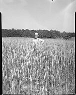  : Mr. Mantiply in Wheat Field