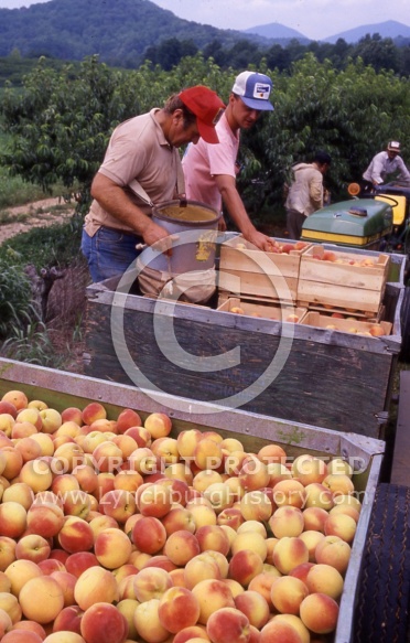  : Saunders peach pickin
