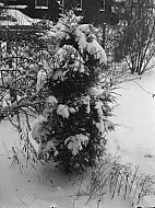  : Snow, Jan 1965