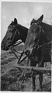 Two Farm Horses