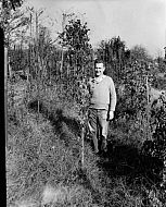  : ROBERT WALTON BUTTER BEAN VINE, NOVEMBER 12