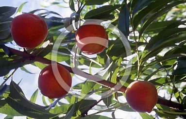  : Saunders peaches