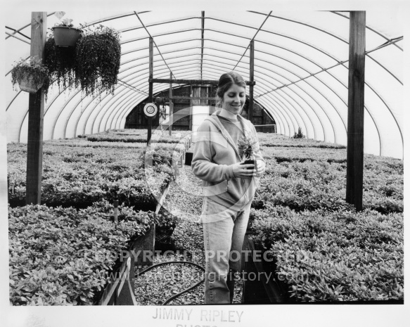  : Saunders Lynn greenhouse ripley
