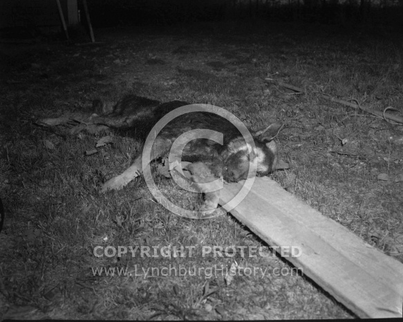 : Wolf? Dog? Red Shack April 25, 1966