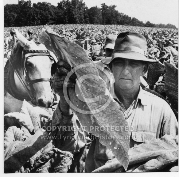  : Tobacco farmer field